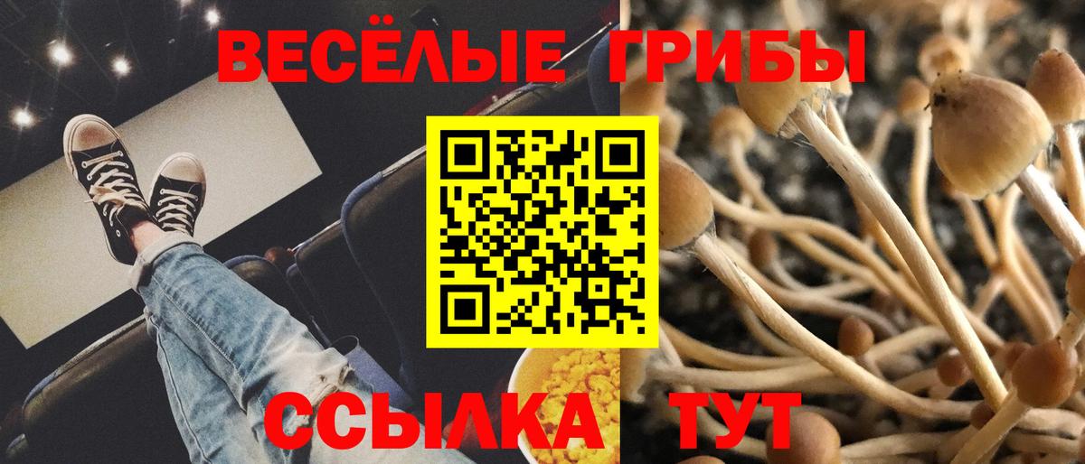 Псилоцибиновые грибы Psilocybe Чернушка
